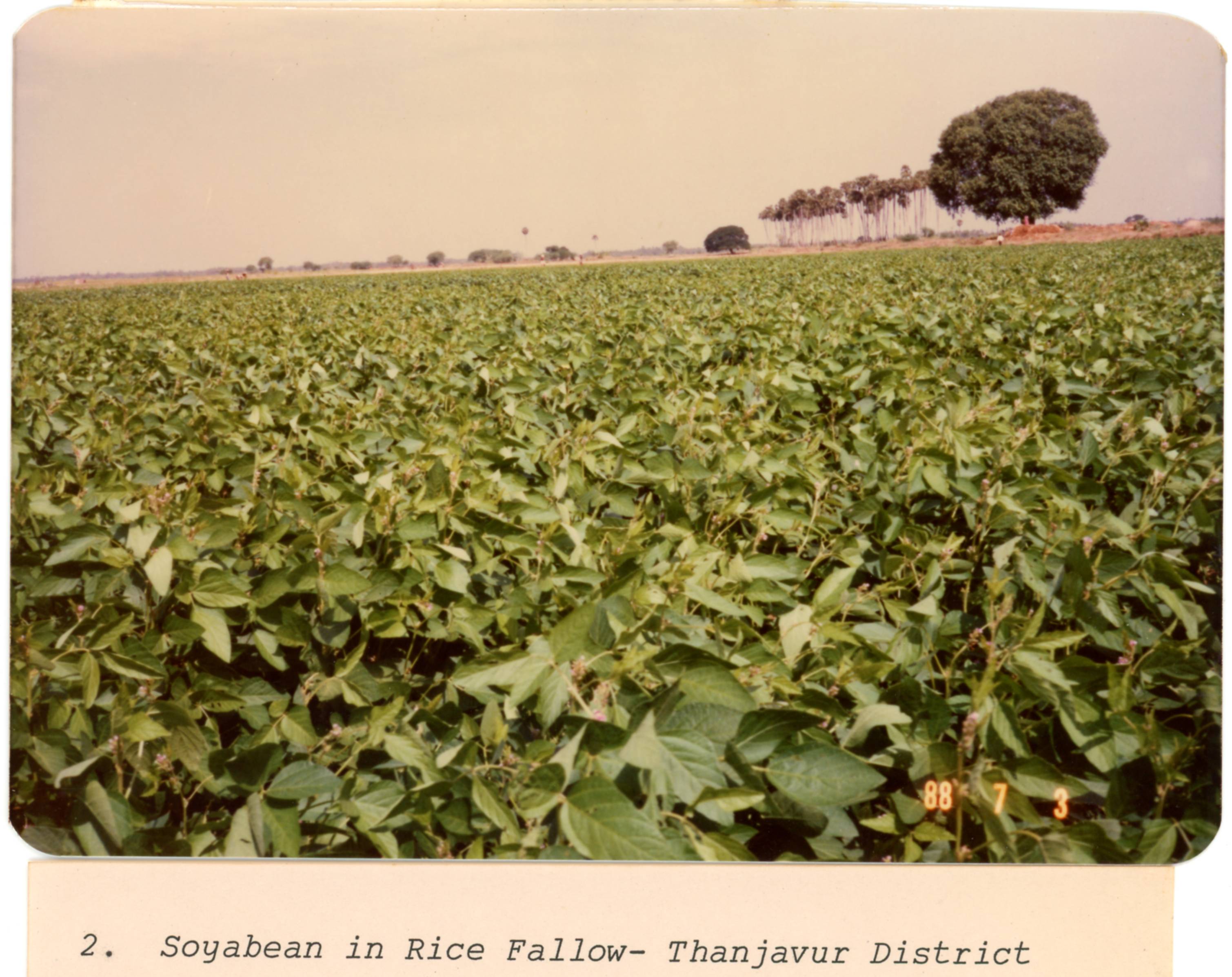 Photographs of crops from various regions in Tamil Nadu